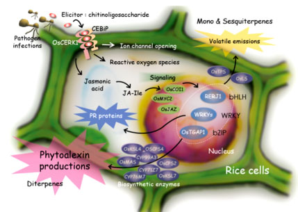 植物の病害抵抗性発現機構の解明
