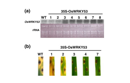 植物の病害抵抗性発現機構の解明