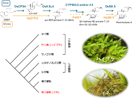 蘚類ハイゴケとイネのモミラクトン生合成経路