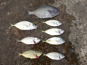 釣果
