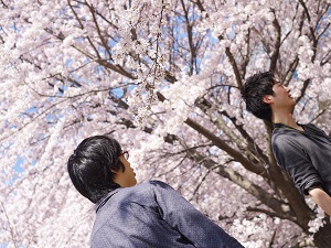 [お花見]