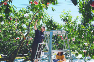 [研究室旅行] 8/7-9 今年は山梨県にて実施しました。中込農園にて桃狩り