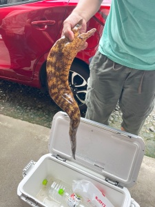ウツボ