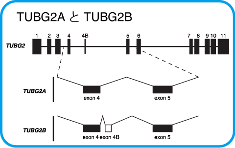 TUBG2B