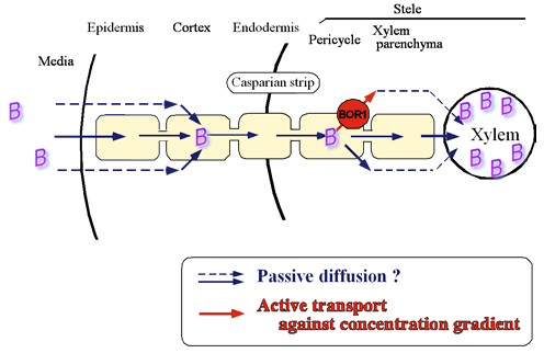 Model; B transport in Arabidopsis root